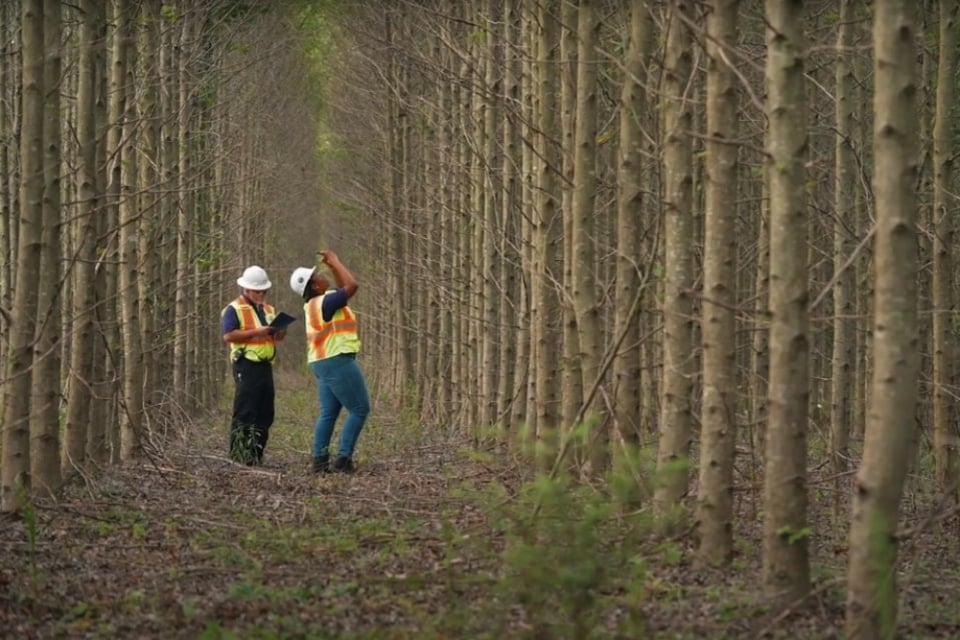 Two foresters looking at trees