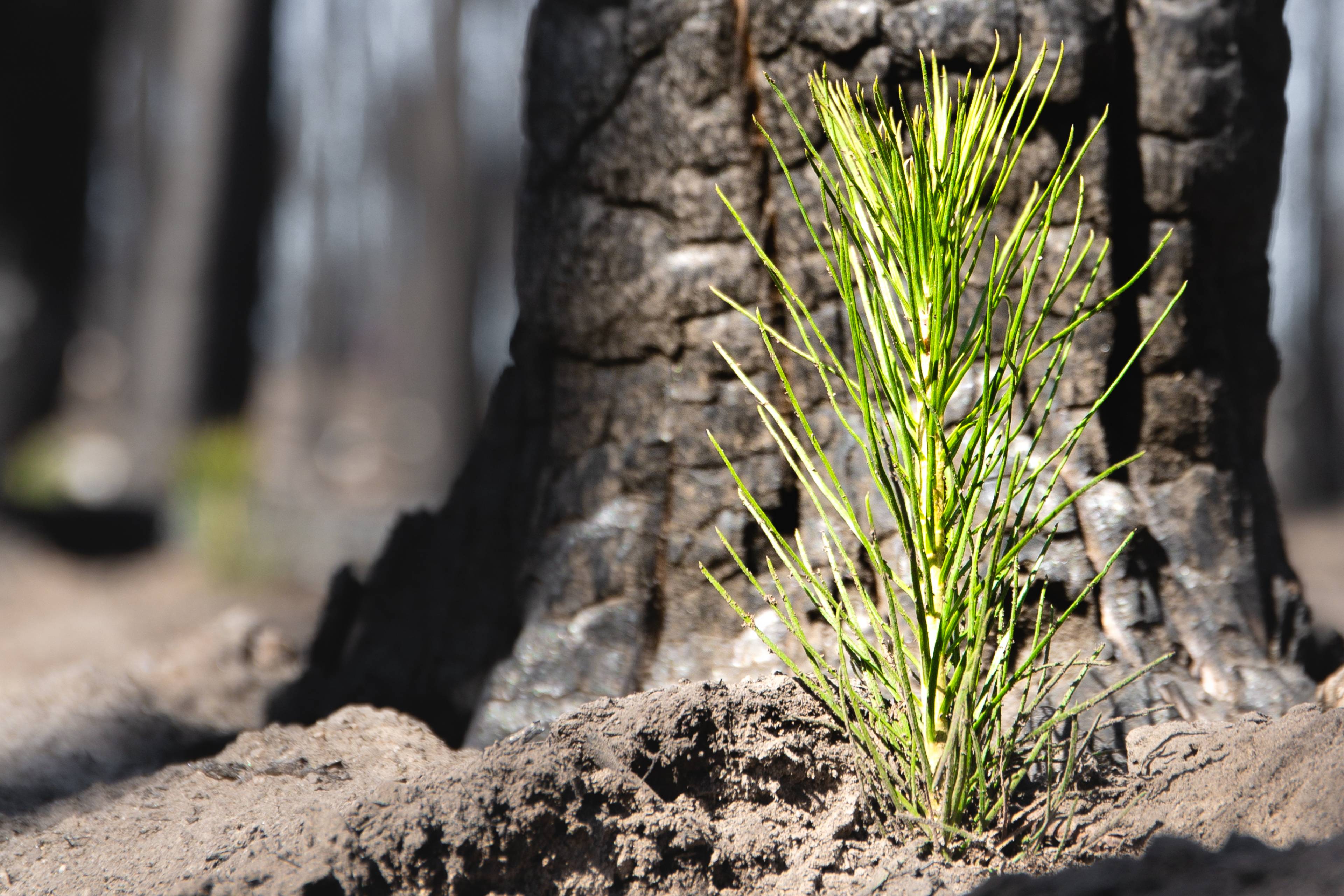 One Tree Planted Partnership