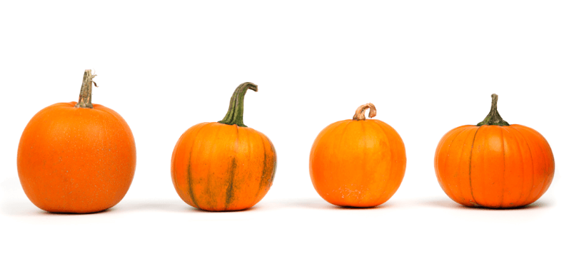 blog-pumpkin-decorating