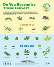 Do You Recognize these Leaves?
